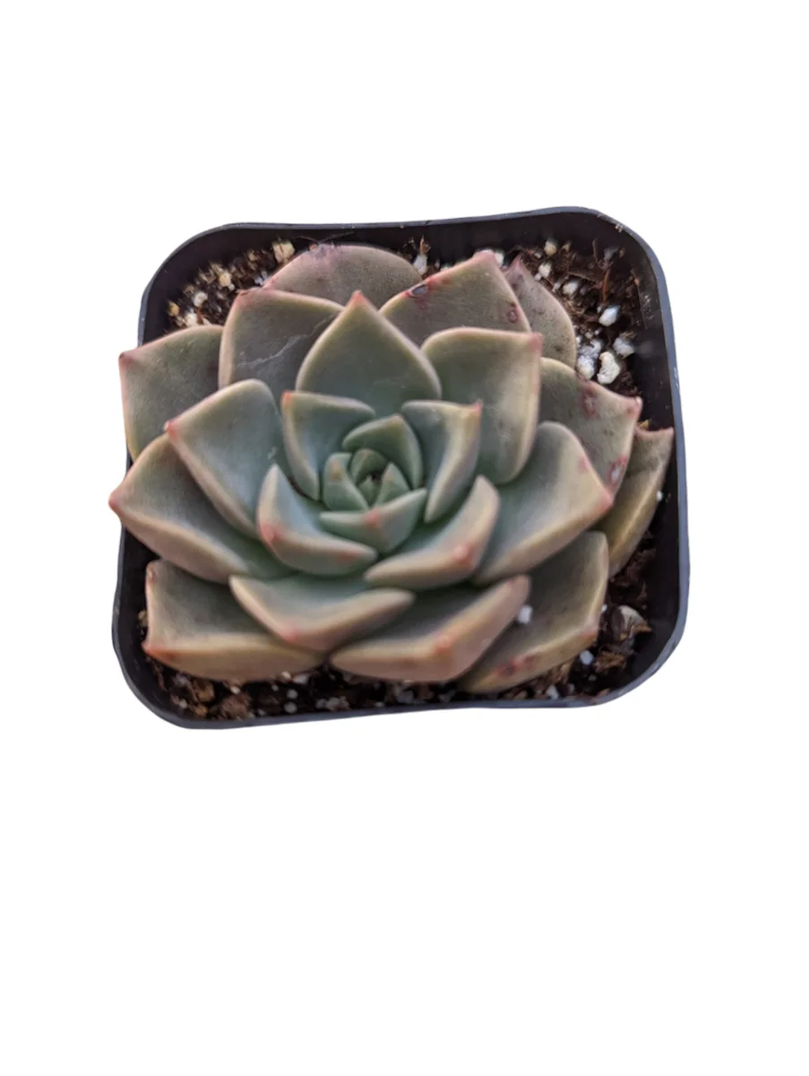 Taciveria Tasha Succulent Live Plant - Drought Tolerant, Easy Care Houseplant - Image 1