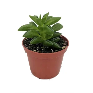 Taco Leaf Peperomia Live Plant - Peperomia axilaris - Easy Succulent Houseplant - 2.5