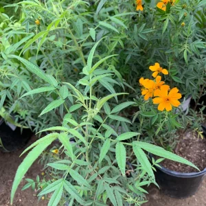 Tagetes Lemonii Mexican Bush Marigold Live Plant – 1 Gallon Pot – Outdoor - Image 2