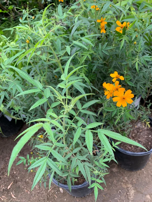 Tagetes Lemonii Mexican Bush Marigold Live Plant – 1 Gallon Pot – Outdoor - Image 2