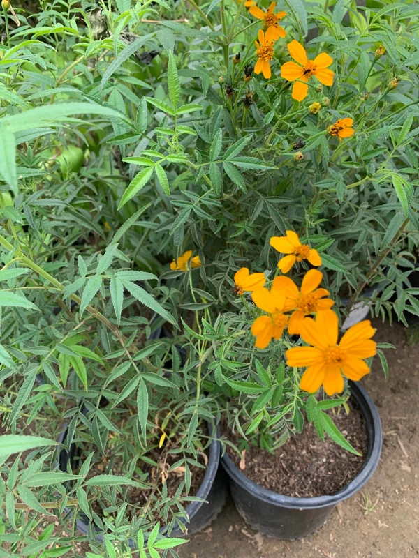 Tagetes Lemonii Mexican Bush Marigold Live Plant – 1 Gallon Pot – Outdoor - Image 3
