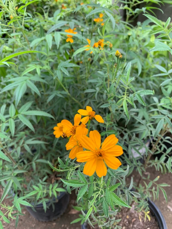 Tagetes Lemonii Mexican Bush Marigold Live Plant – 1 Gallon Pot – Outdoor - Image 1