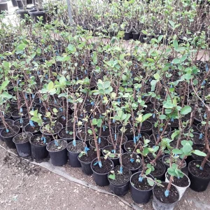 Taiwan Ruby Seedless Guava Live Plant – Grafted, 2 Ft Tall, 3 Gallon Pot - Image 2