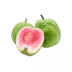 Taiwan Ruby Seedless Guava Live Plant – Grafted, 2 Ft Tall, 3 Gallon Pot - Image 1