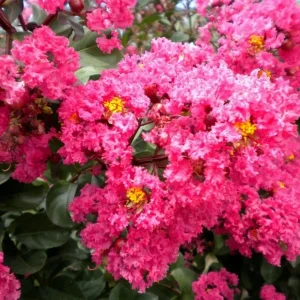 Takane Ruby Pink Buckwheat Flower Seeds - 50 Seeds - Annual Cover Crop - Image 2