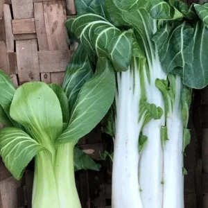 Tall Gao Jiao Pak Choi Seeds – Non-GMO Asian Vegetable Seeds – Matures in 40 Days - Image 3