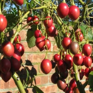 Tamarillo Live Plant – Tree Tomato Fruit Plant – 4-8" Tall – Solanum betaceum - Image 2