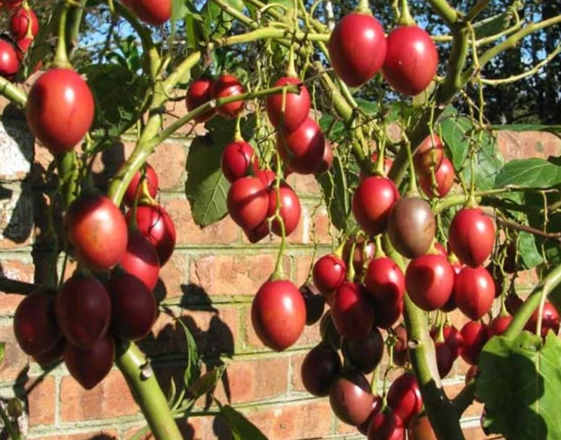 Tamarillo Live Plant – Tree Tomato Fruit Plant – 4-8" Tall – Solanum betaceum - Image 2