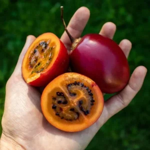 Tamarillo Live Plant – Tree Tomato Fruit Plant – 4-8
