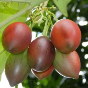 Tamarillo Live Plant – Tree Tomato Fruit Plant – 4-8