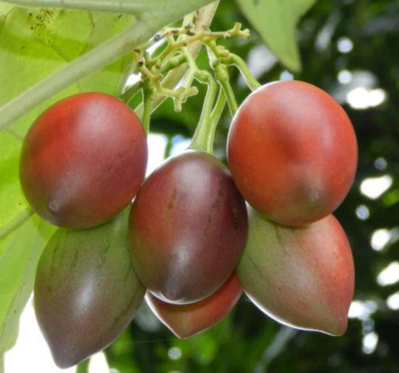 Tamarillo Live Plant – Tree Tomato Fruit Plant – 4-8" Tall – Solanum betaceum - Image 4