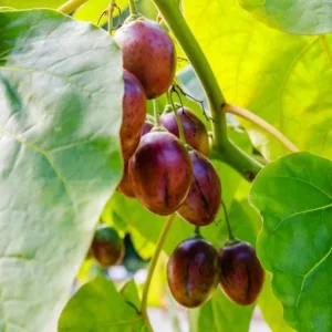 Tamarillo Live Plant – Tree Tomato Fruit Plant – 4-8