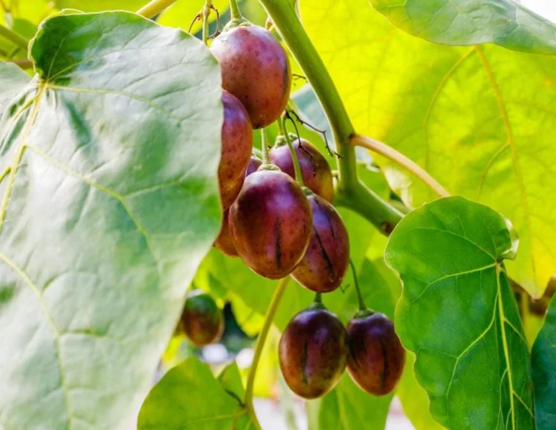 Tamarillo Live Plant – Tree Tomato Fruit Plant – 4-8" Tall – Solanum betaceum - Image 5