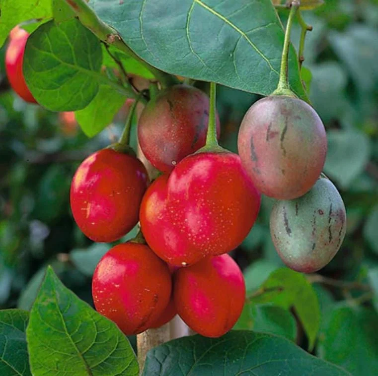 Tamarillo Live Plant – Tree Tomato Fruit Plant – 4-8" Tall – Solanum betaceum - Image 6