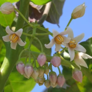 Tamarillo Live Plant – Tree Tomato Fruit Plant – 4-8