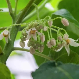 Tamarillo Live Plant – Tree Tomato Fruit Plant – 4-8