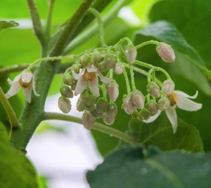 Tamarillo Live Plant – Tree Tomato Fruit Plant – 4-8" Tall – Solanum betaceum - Image 8