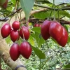 Tamarillo Live Plant – Tree Tomato Fruit Plant – 4-8" Tall – Solanum betaceum - Image 1