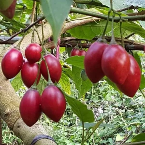 Tamarillo Live Plant – Tree Tomato Fruit Plant – 4-8" Tall – Solanum betaceum - Image 1