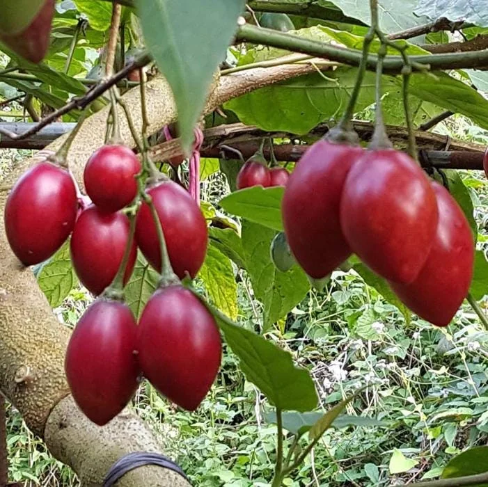 Tamarillo Live Plant – Tree Tomato Fruit Plant – 4-8" Tall – Solanum betaceum - Image 1