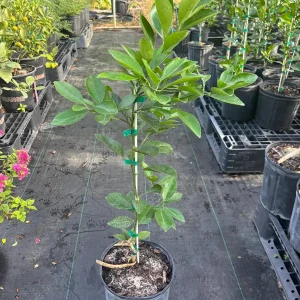 Tangerine Tree Live Plant – Grafted – 3 Gallon Pot – 2-3 Feet Tall – Outdoor Citrus - Image 2