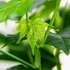 Tartago Crown-of-Thorns Seeds – Euphorbia lathyris – 10 Seeds - Image 2