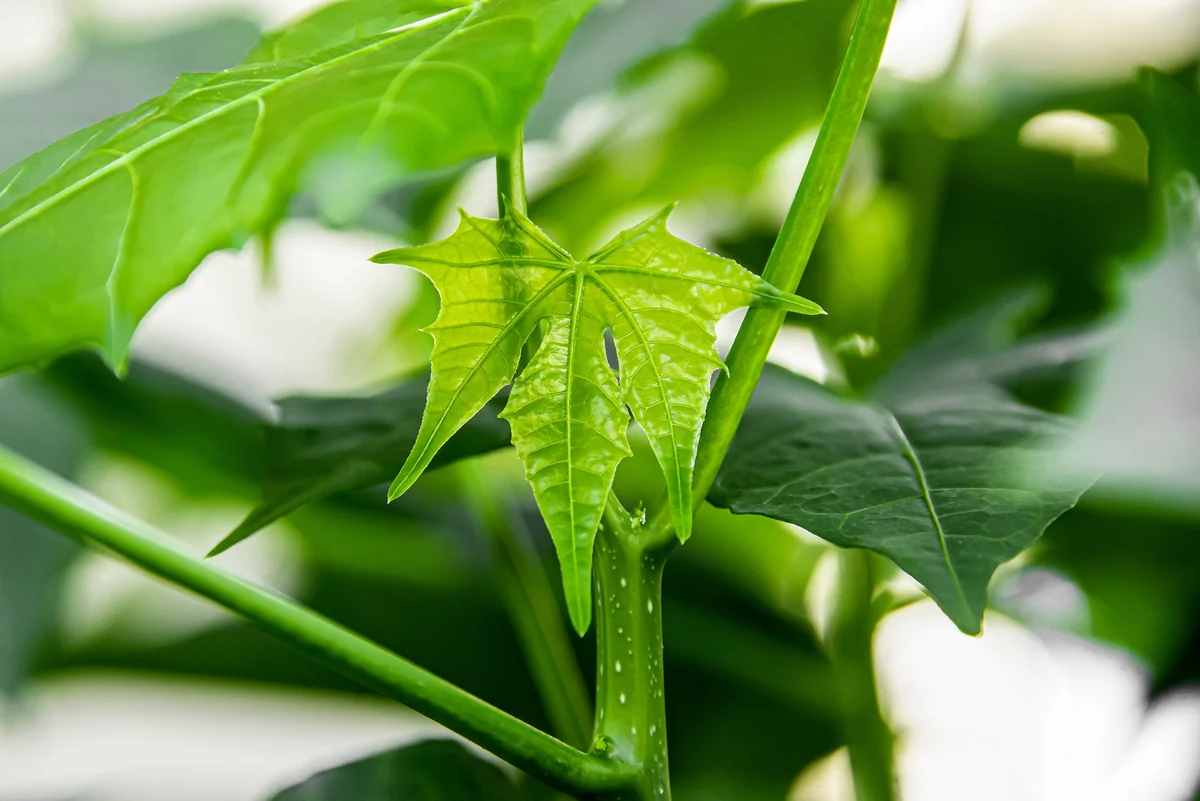 Tartago Crown-of-Thorns Seeds – Euphorbia lathyris – 10 Seeds - Image 2