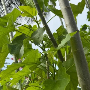 Tartago Crown-of-Thorns Seeds – Euphorbia lathyris – 10 Seeds - Image 3