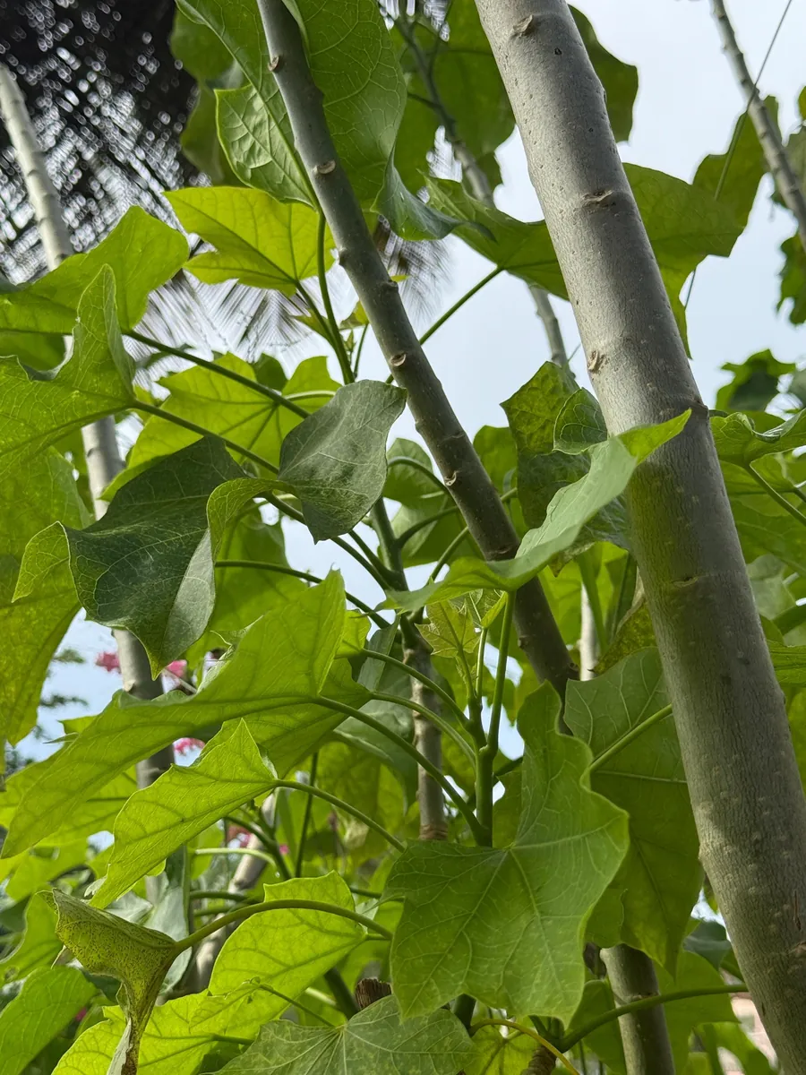 Tartago Crown-of-Thorns Seeds – Euphorbia lathyris – 10 Seeds - Image 3