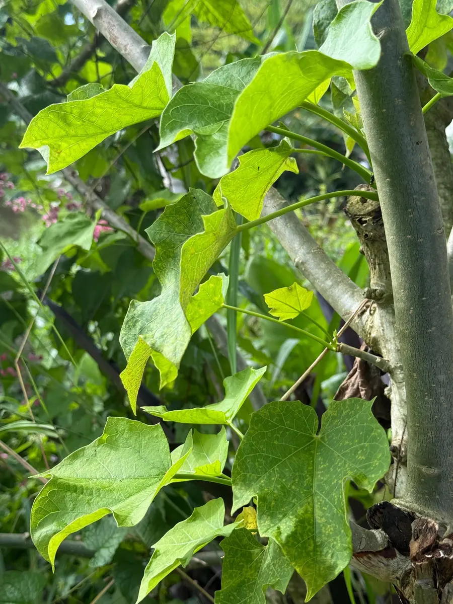 Tartago Crown-of-Thorns Seeds – Euphorbia lathyris – 10 Seeds - Image 1