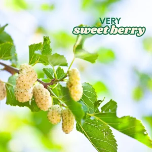 Tartarian Mulberry Trees (2-Pack) - Morus alba tatarica Live Bare Root Plants, 2-3 ft Tall - Image 2