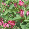 Tatarian Pink Honeysuckle Live Plant - 4'' Pot - Deciduous Shrub - Image 1