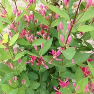 Tatarian Pink Honeysuckle Live Plant – 4'' Pot – Deciduous Shrub - Image 2