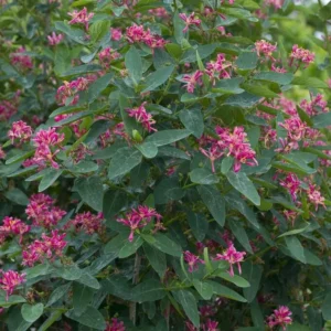 Tatarian Pink Honeysuckle Live Plant – 4'' Pot – Deciduous Shrub - Image 3