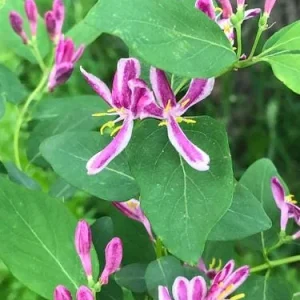 Tatarian Pink Honeysuckle Live Plant - 4'' Pot - Deciduous Shrub - Image 4