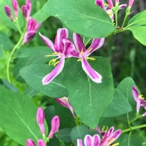 Tatarian Pink Honeysuckle Live Plant – 4'' Pot – Deciduous Shrub - Image 4