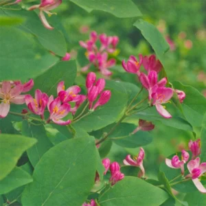 Tatarian Pink Honeysuckle Live Plant – 4'' Pot – Deciduous Shrub - Image 5