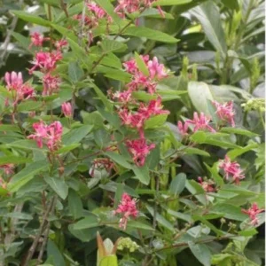 Tatarian Pink Honeysuckle Live Plant – 4'' Pot – Deciduous Shrub - Image 6