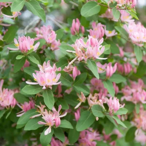 Tatarian Pink Honeysuckle Live Plant - 4'' Pot - Deciduous Shrub - Image 7