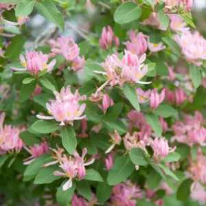 Tatarian Pink Honeysuckle Live Plant – 4'' Pot – Deciduous Shrub - Image 7