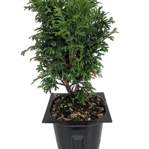 Tater Tot Arborvitae Live Plant - 4
