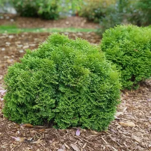 Tater Tot Arborvitae Live Plant - 4