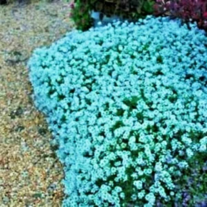 Teal Alyssum Seeds - Sweet Carpet Flower, Very Easy to Grow, Indoor/Outdoor - Image 2