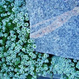 Teal Alyssum Seeds - Sweet Carpet Flower, Very Easy to Grow, Indoor/Outdoor - Image 3