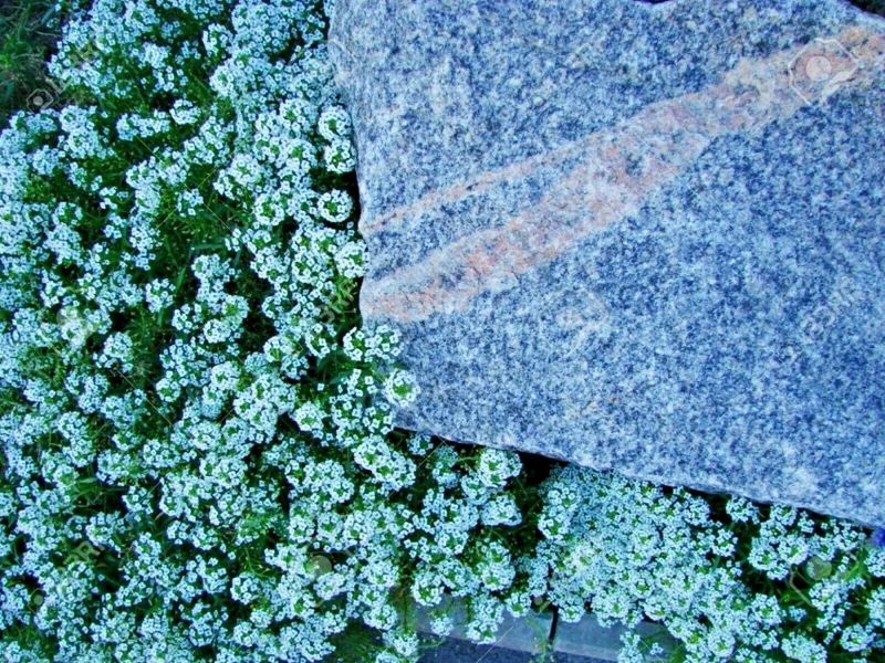 Teal Alyssum Seeds - Sweet Carpet Flower, Very Easy to Grow, Indoor/Outdoor - Image 3