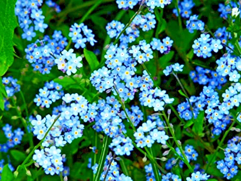 Teal Alyssum Seeds - Sweet Carpet Flower, Very Easy to Grow, Indoor/Outdoor - Image 4