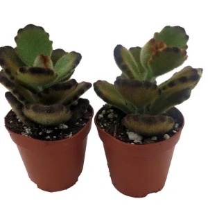 Teddy Bear Kalanchoe Live Succulent Plant – 2 Plants, 2-inch Pots – Indoor - Image 4