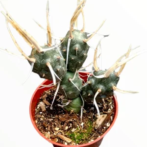 Tephrocactus articulatus 'Paper Spine Cactus' Live Succulent Plant - Image 2