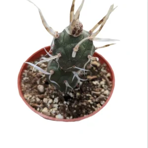 Tephrocactus articulatus 'Paper Spine Cactus' Live Succulent Plant - Image 4