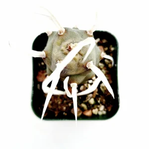 Tephrocactus articulatus 'Paper Spine Cactus' Live Succulent Plant - Image 5